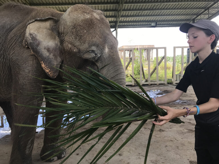 BORNEO ELEPHANT SANCTUARY