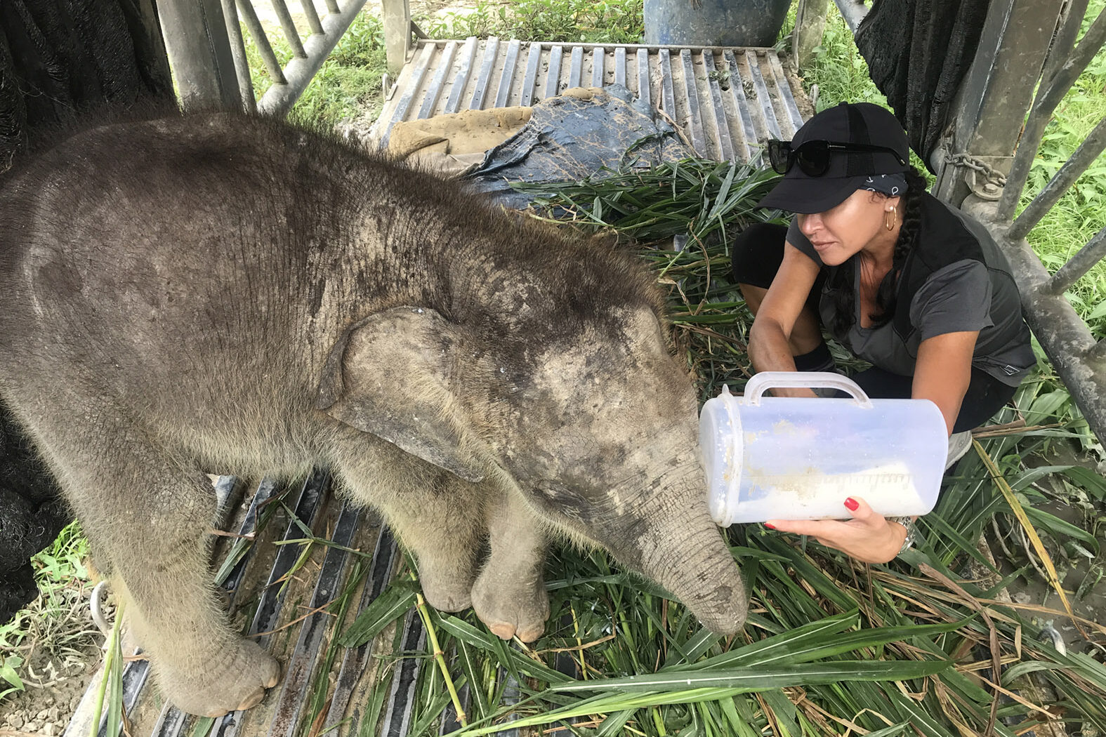 ELEPHANT FOOD FUND ELEPHANT FOOD FUND