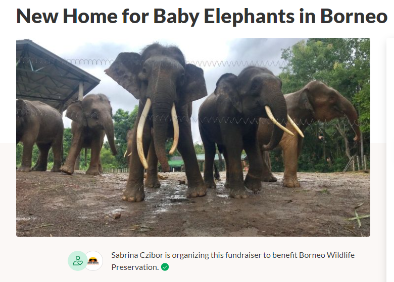 GoFundMe_Borneo_Elephants