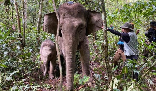 Satellite Tracking Collars for Bornean Elephants