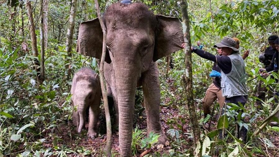 Satellite Tracking Collars for Bornean Elephants Satellite Tracking Collars for Bornean Elephants