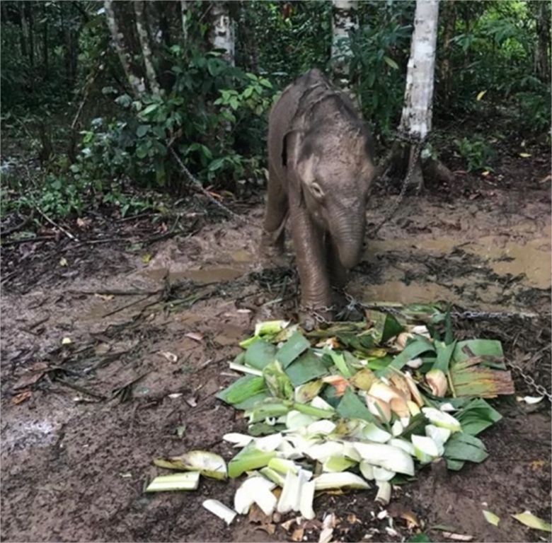 Satellite Tracking Collars for Bornean Elephants